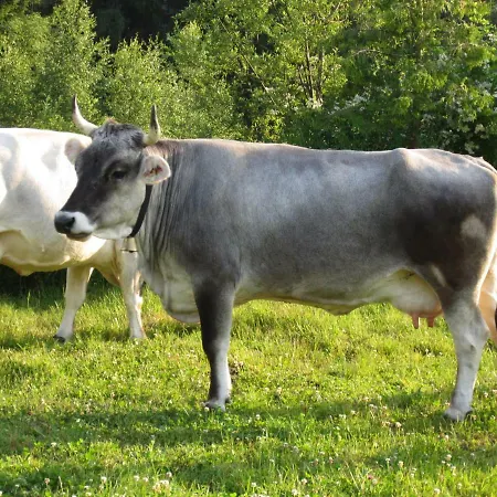 アパート Knusperhaeuschen *