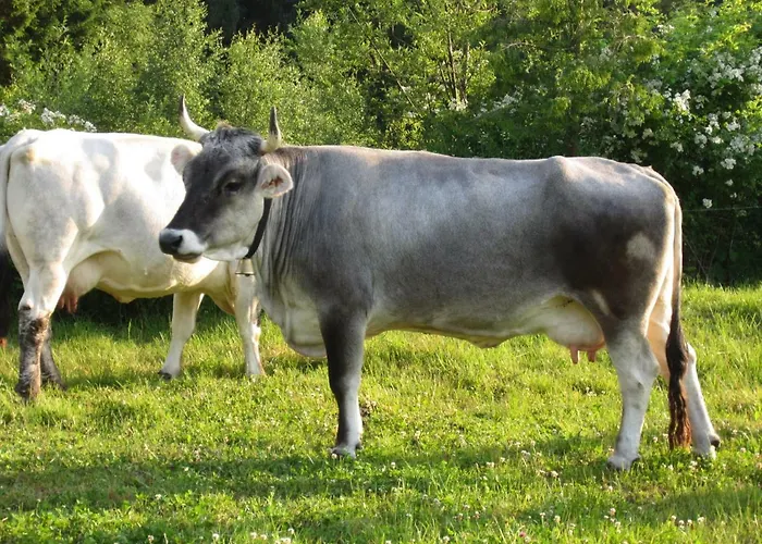 Appartement Knusperhaeuschen *